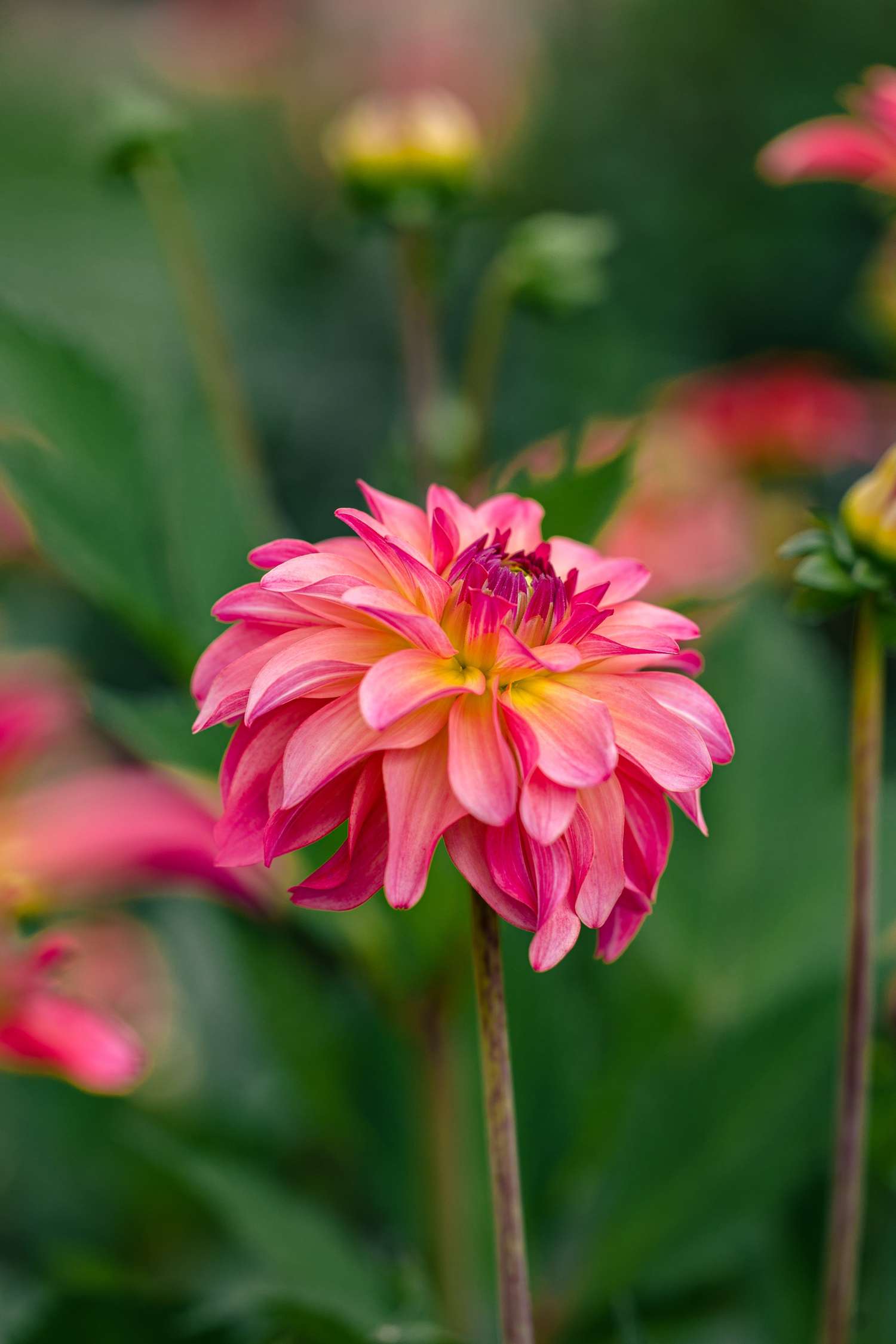 Dahlia 'Belfloor'